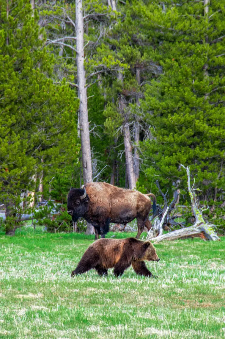 Bizon en beer in een open landschap van Yellowstone National Park
